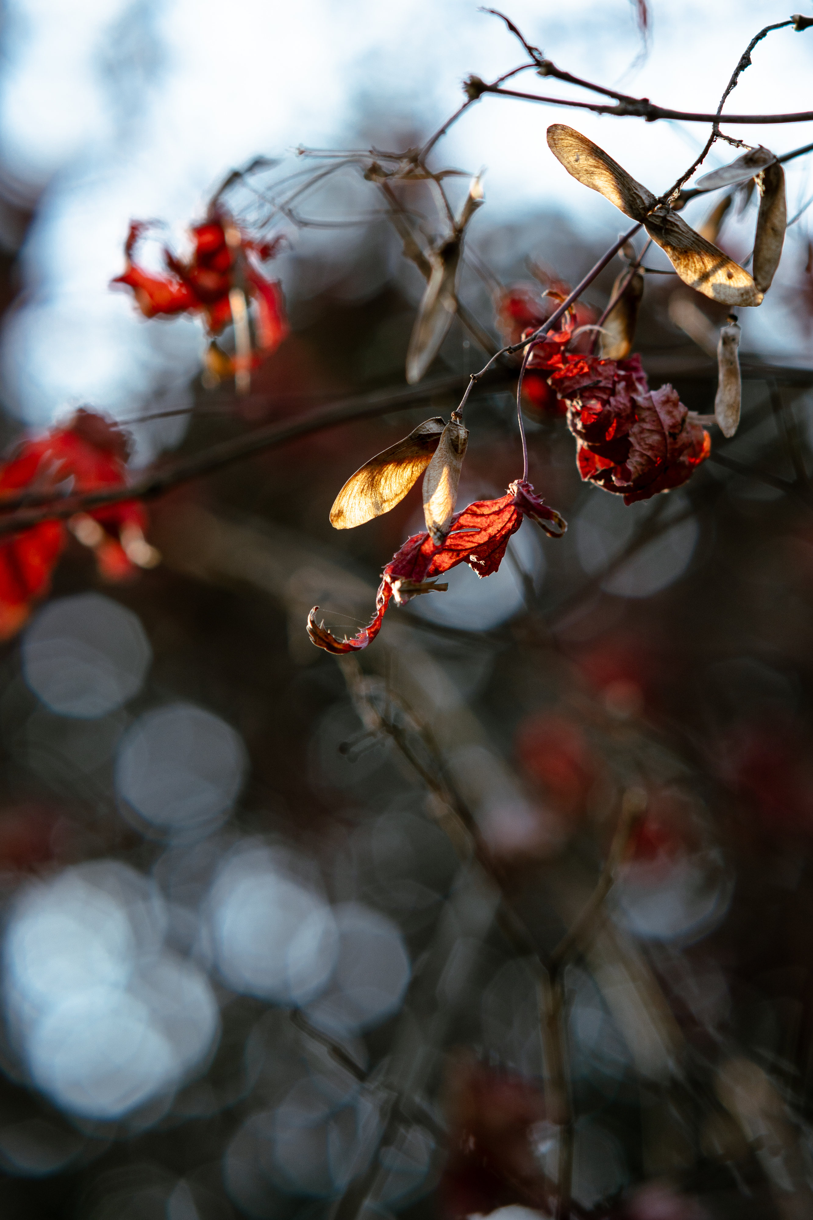 20250101-JokulPhoto-01
