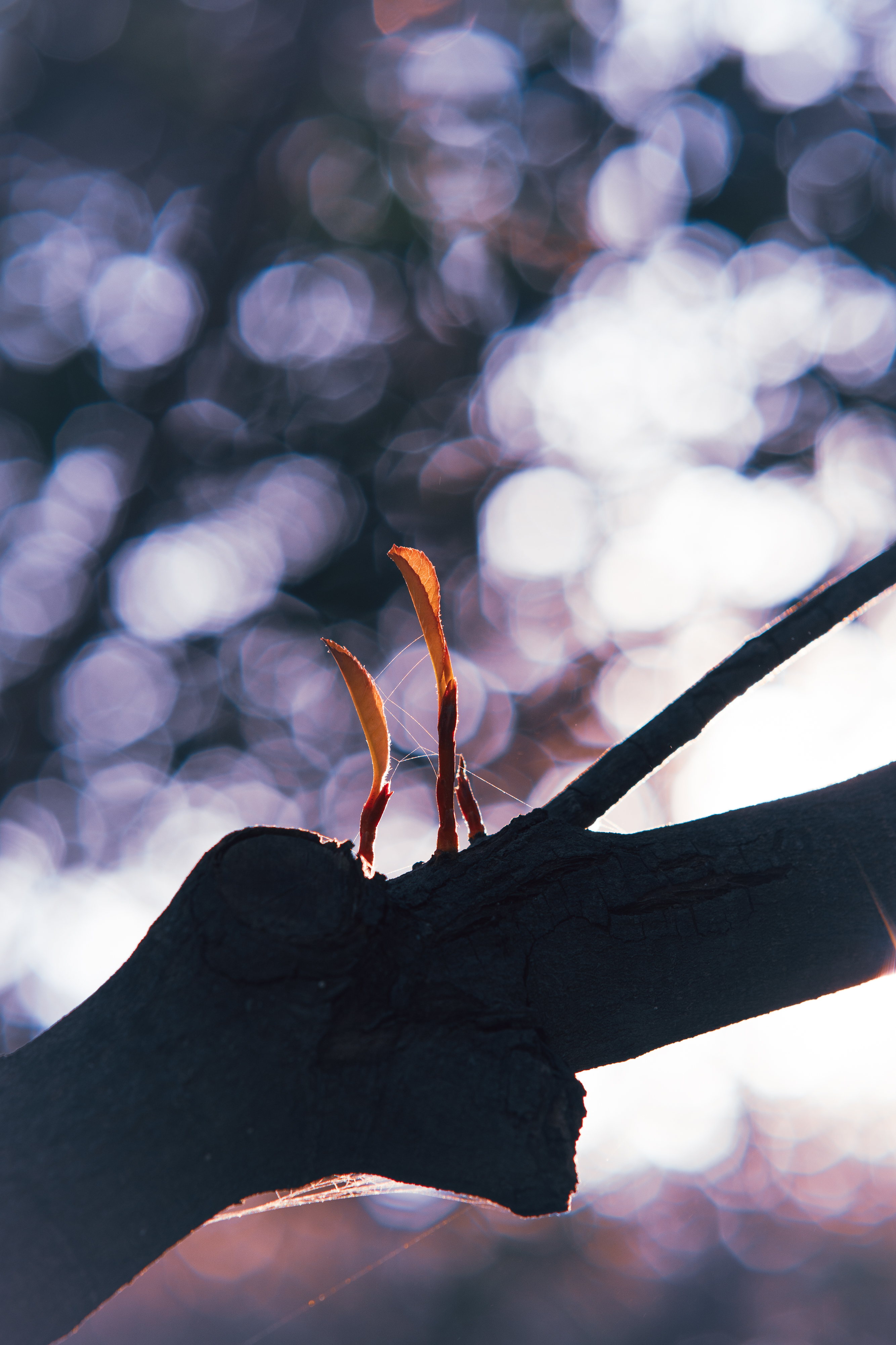 20250101-JokulPhoto-02