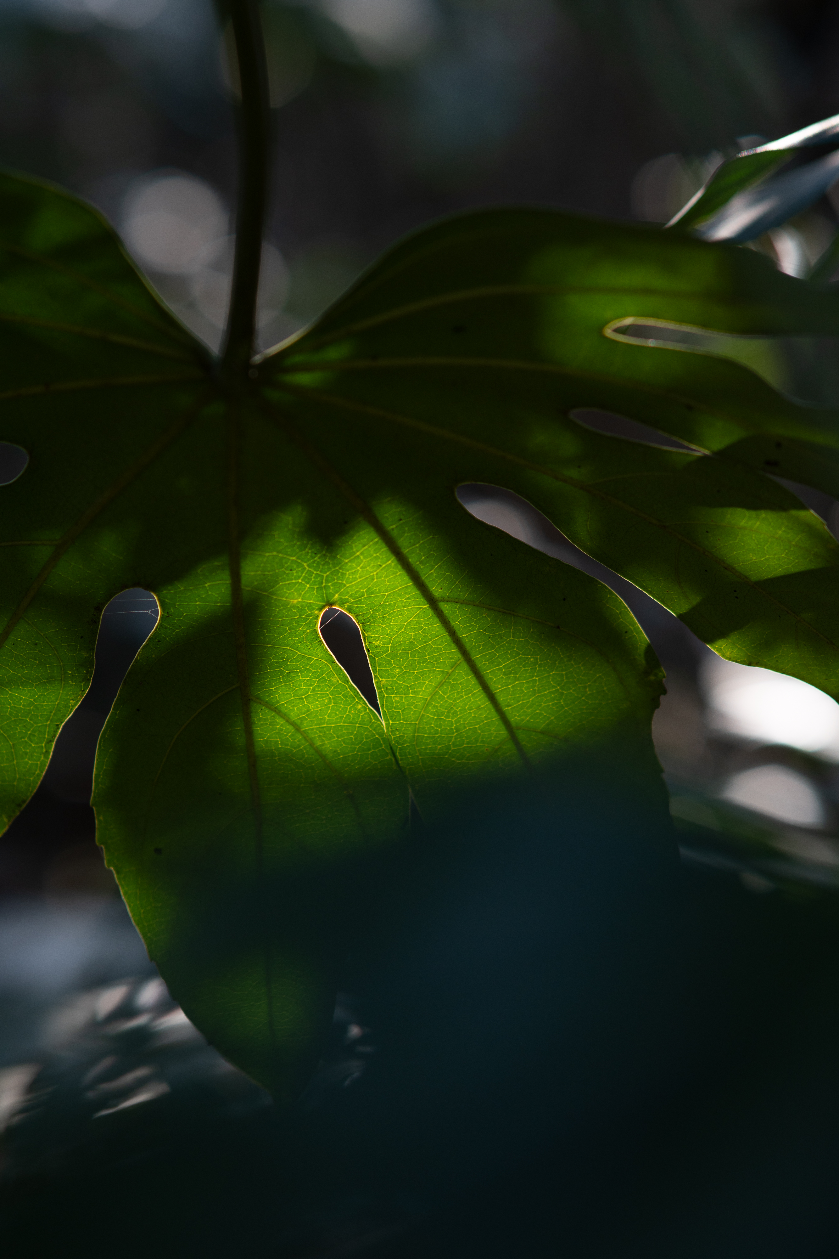 20250101-JokulPhoto-03