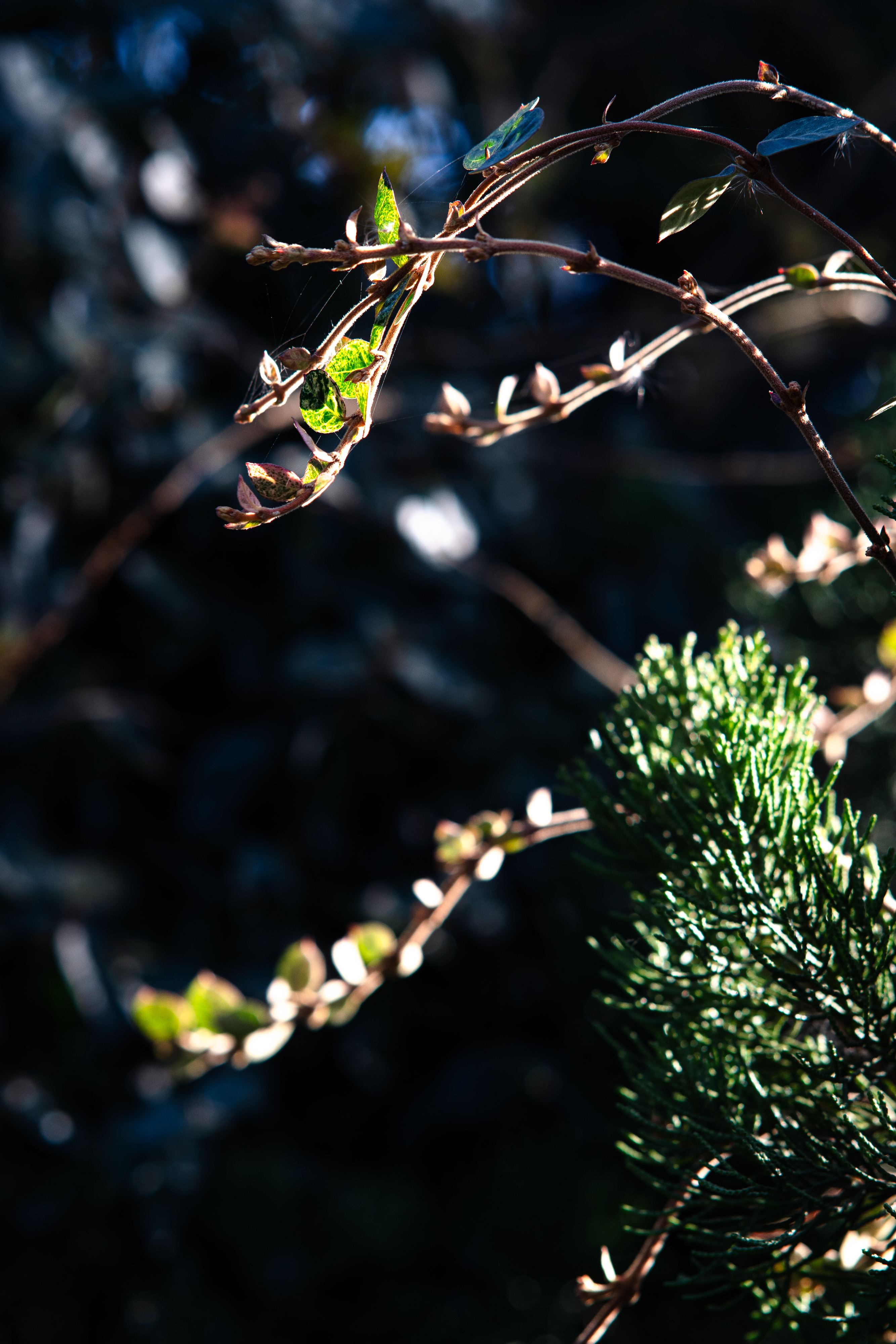 20250101-JokulPhoto-05