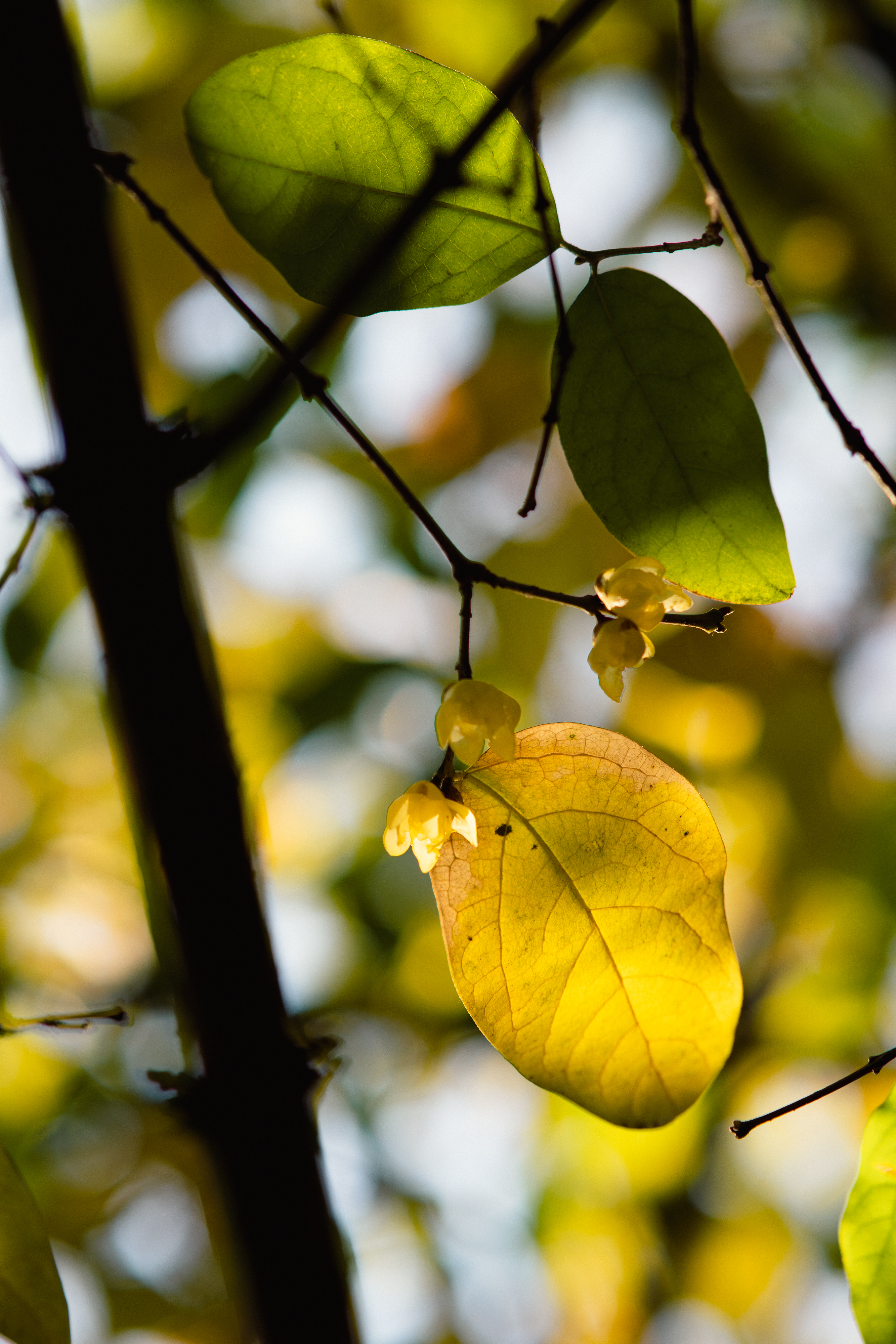 20250101-JokulPhoto-06
