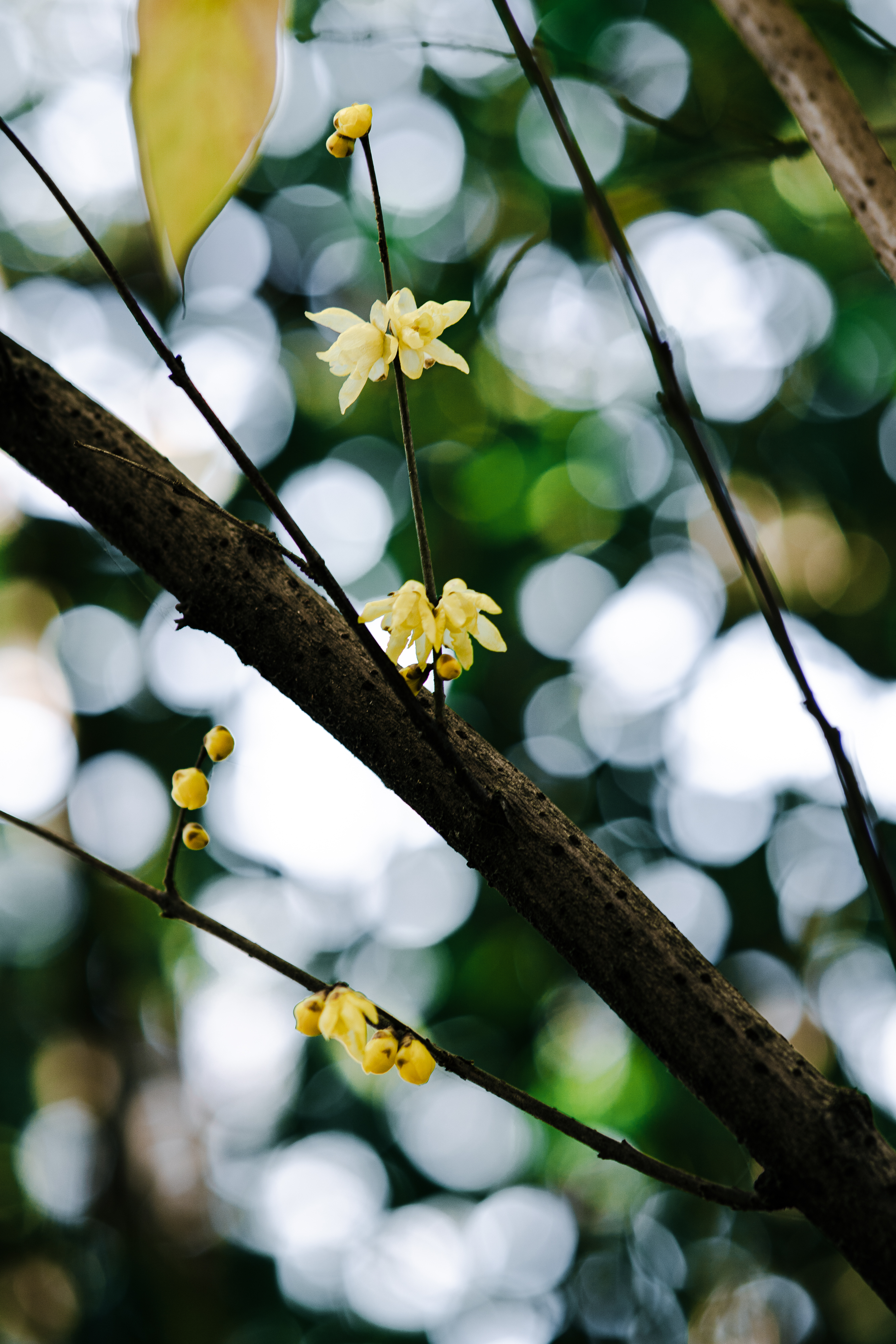 20250101-JokulPhoto-07