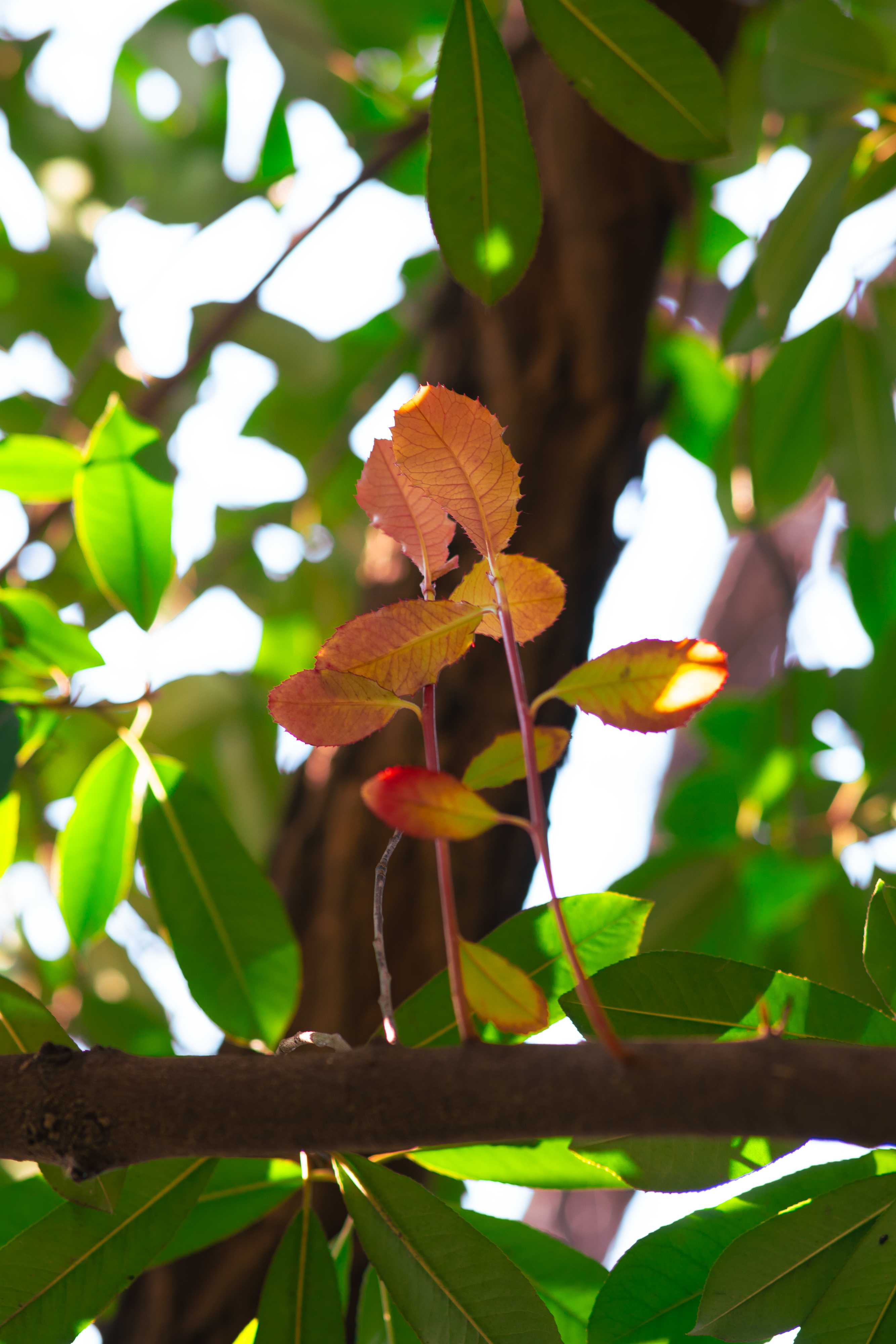 20250101-JokulPhoto-08