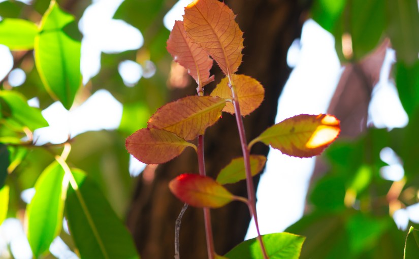 2025年1月1日，太阳照常升起