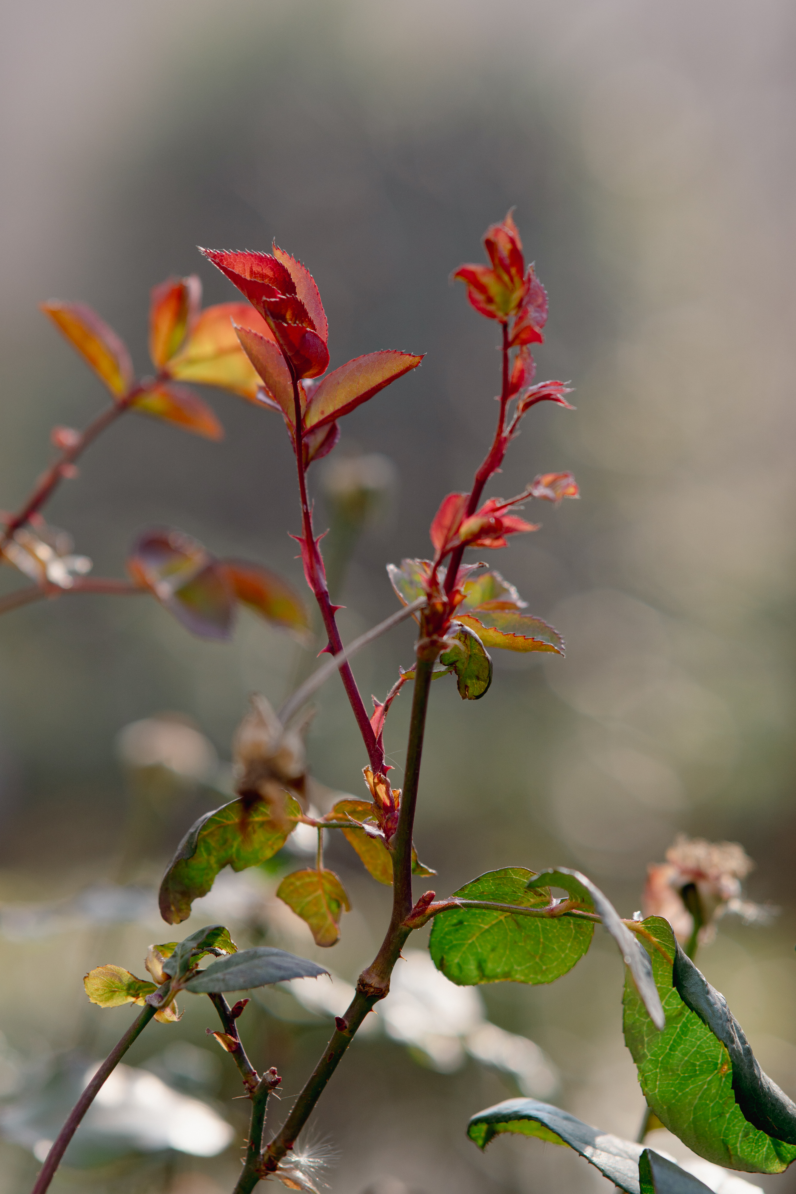 20250101-JokulPhoto-09