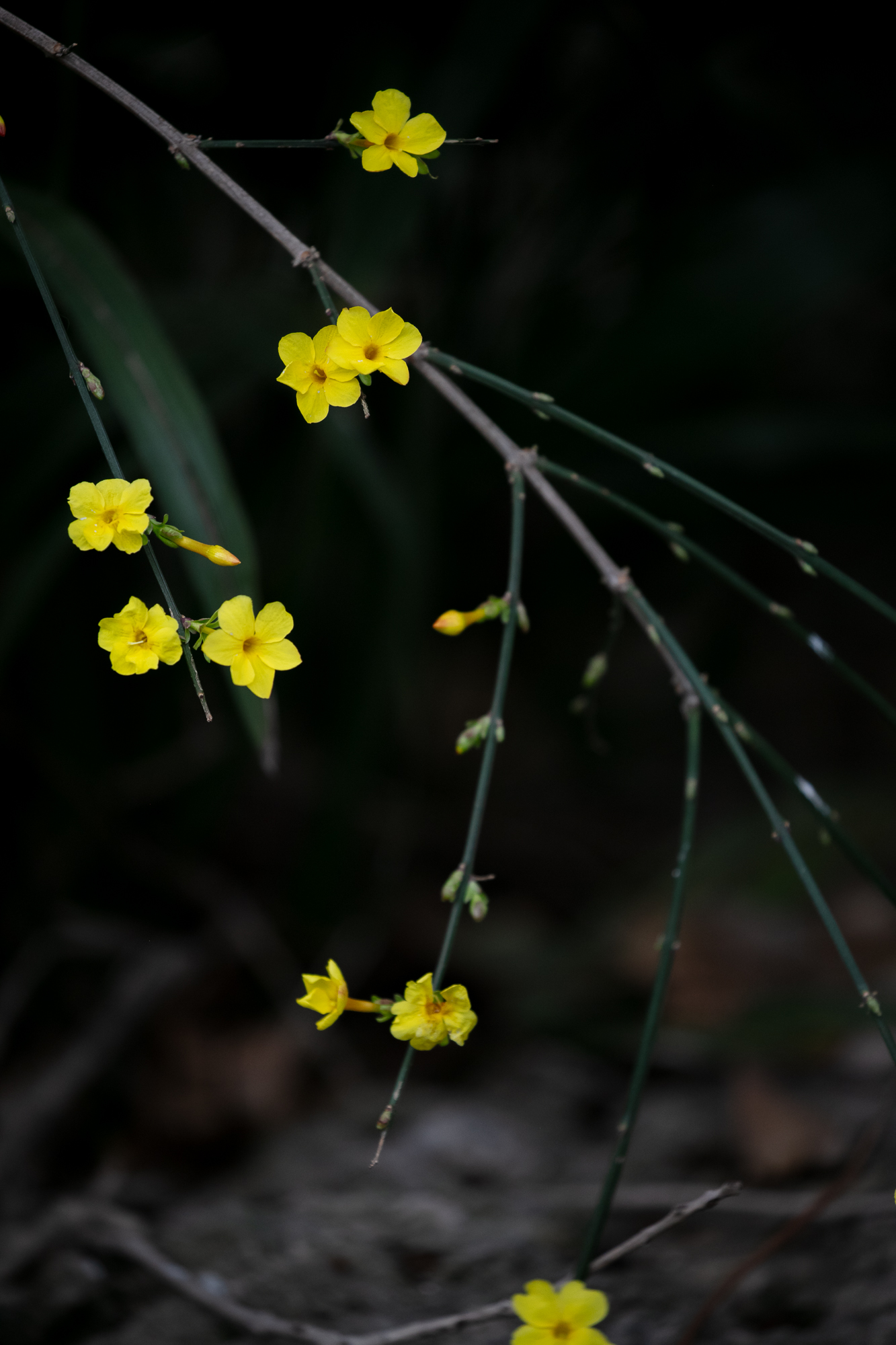 20250311-JokulPhoto-01