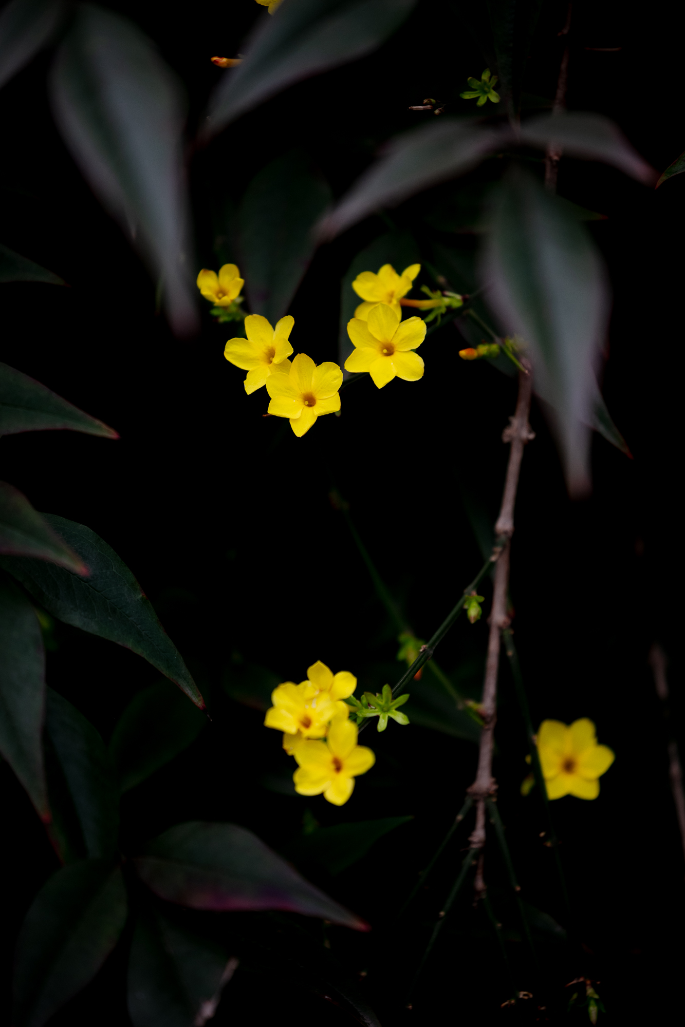 20250311-JokulPhoto-02