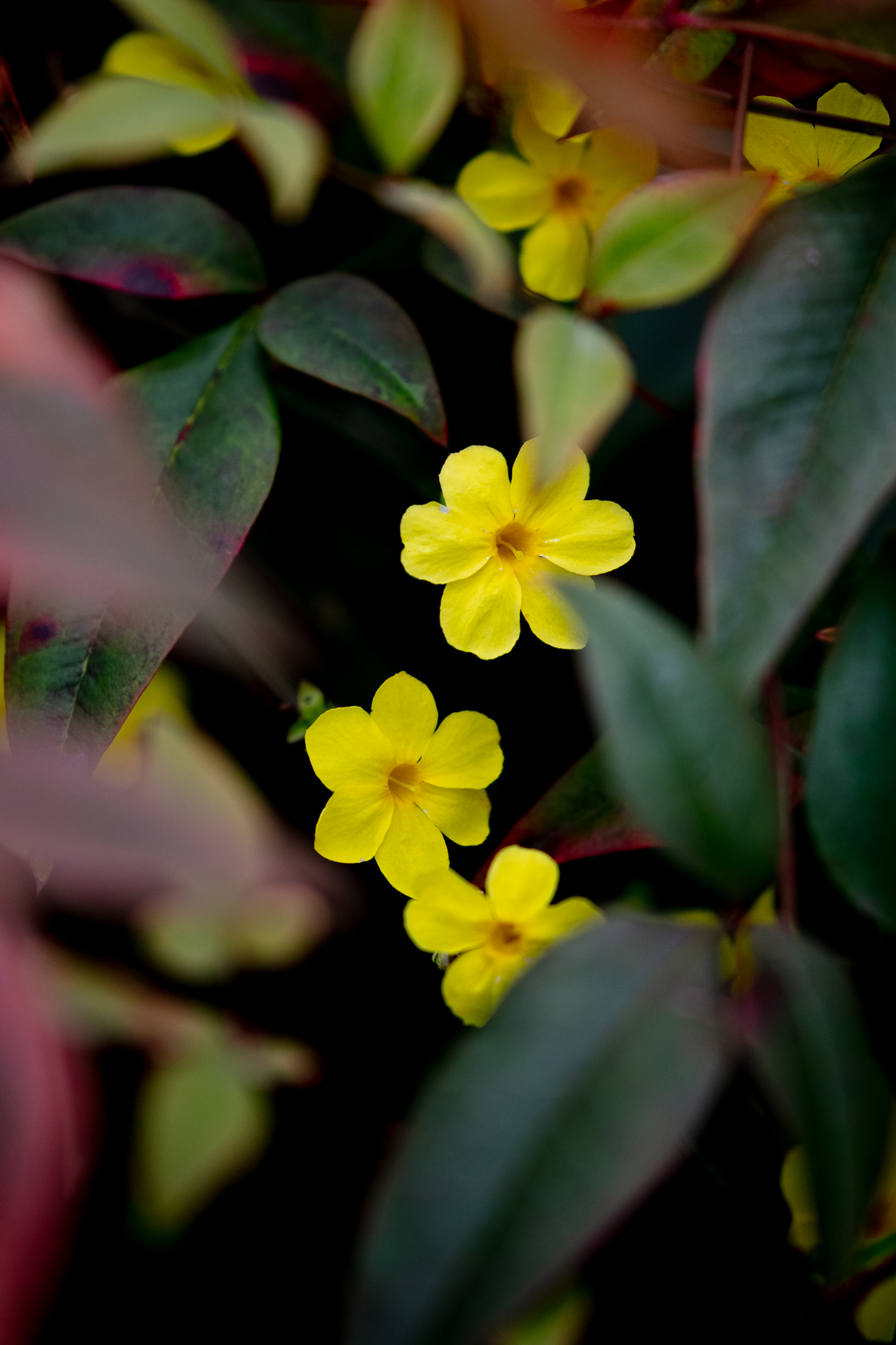 20250311-JokulPhoto-03