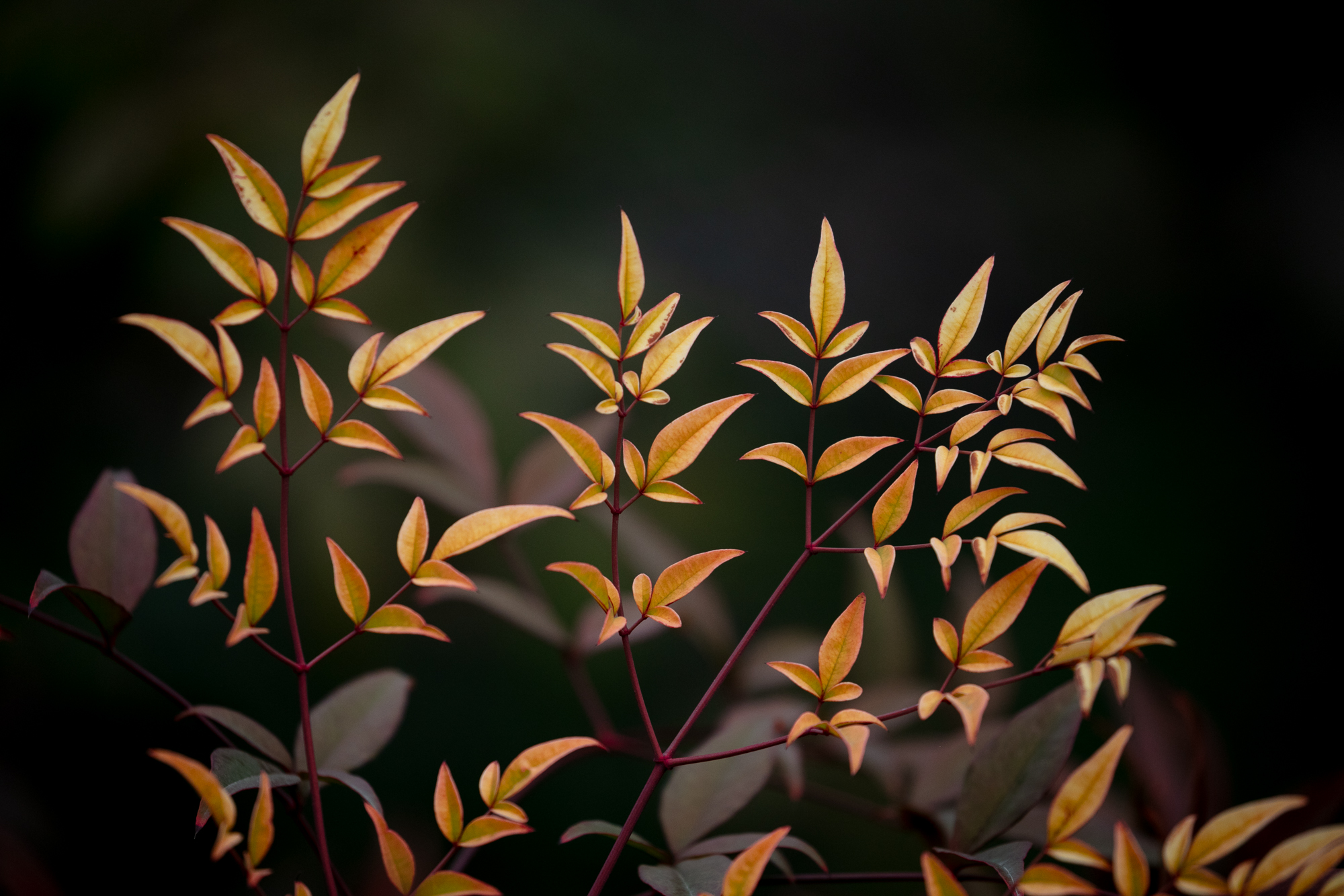 20250311-JokulPhoto-04