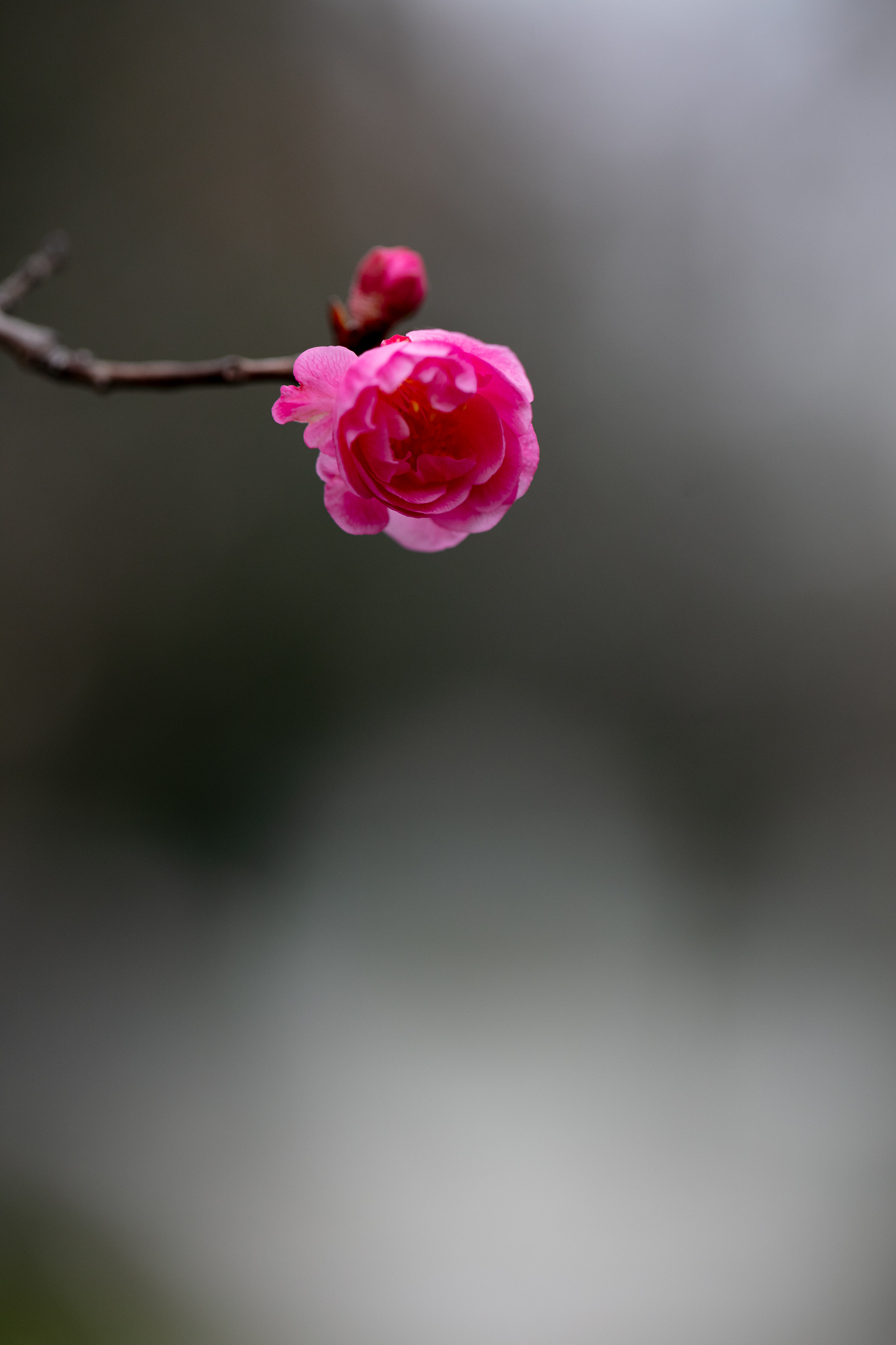 20250311-JokulPhoto-05