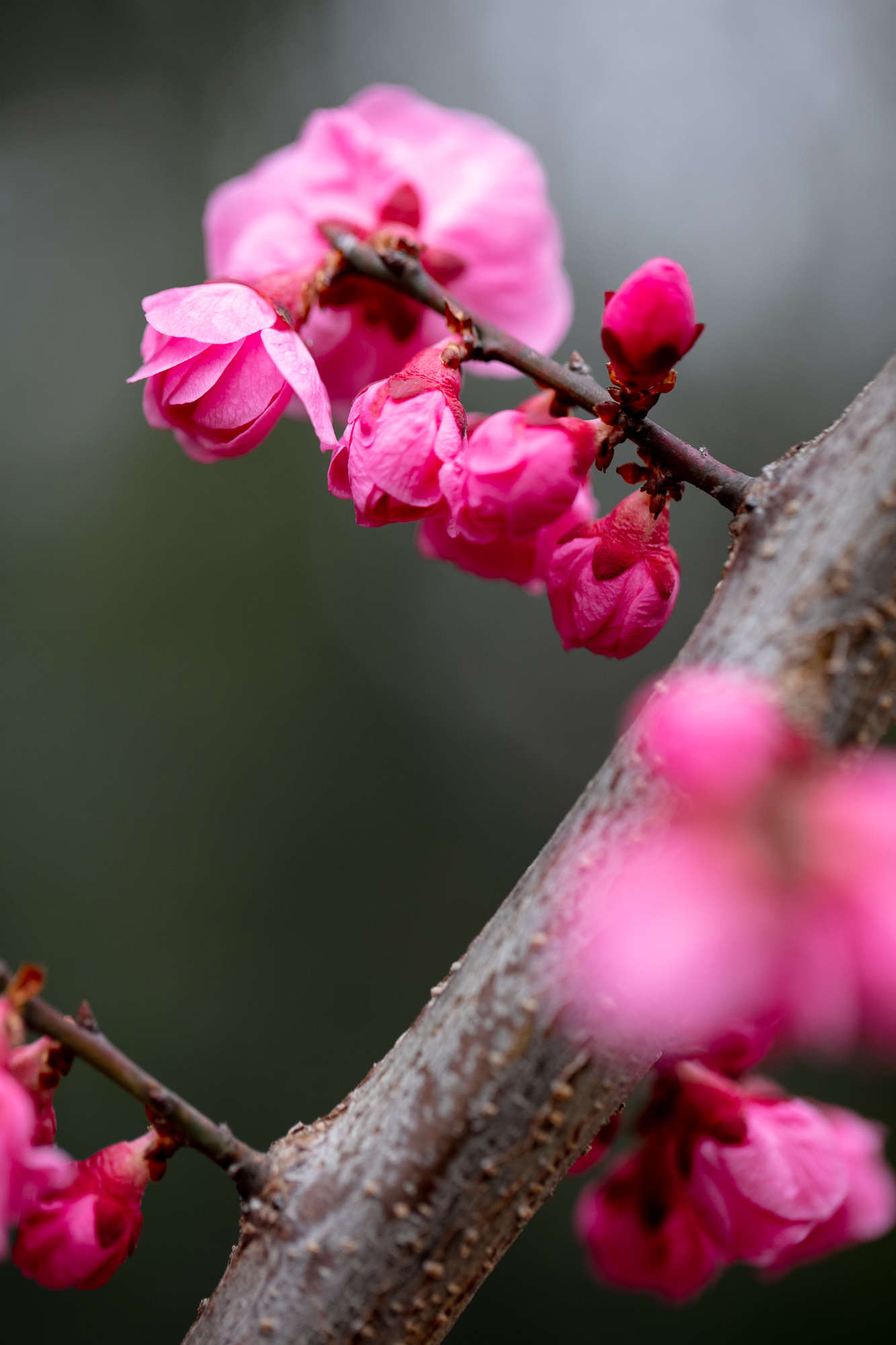 20250311-JokulPhoto-06