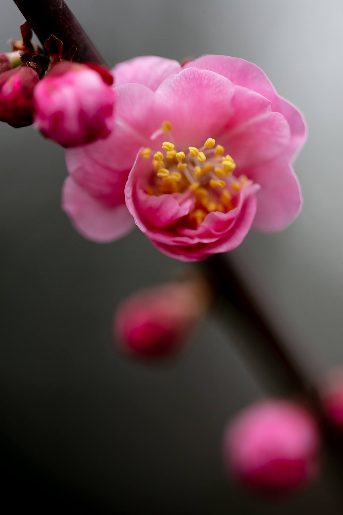 20250311-JokulPhoto-07