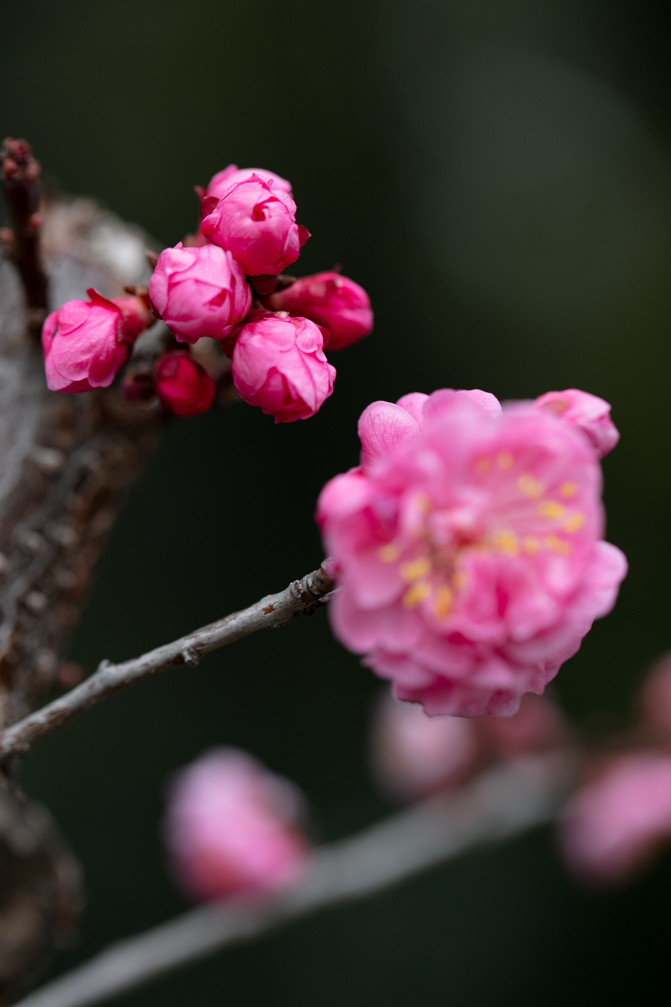 20250311-JokulPhoto-08