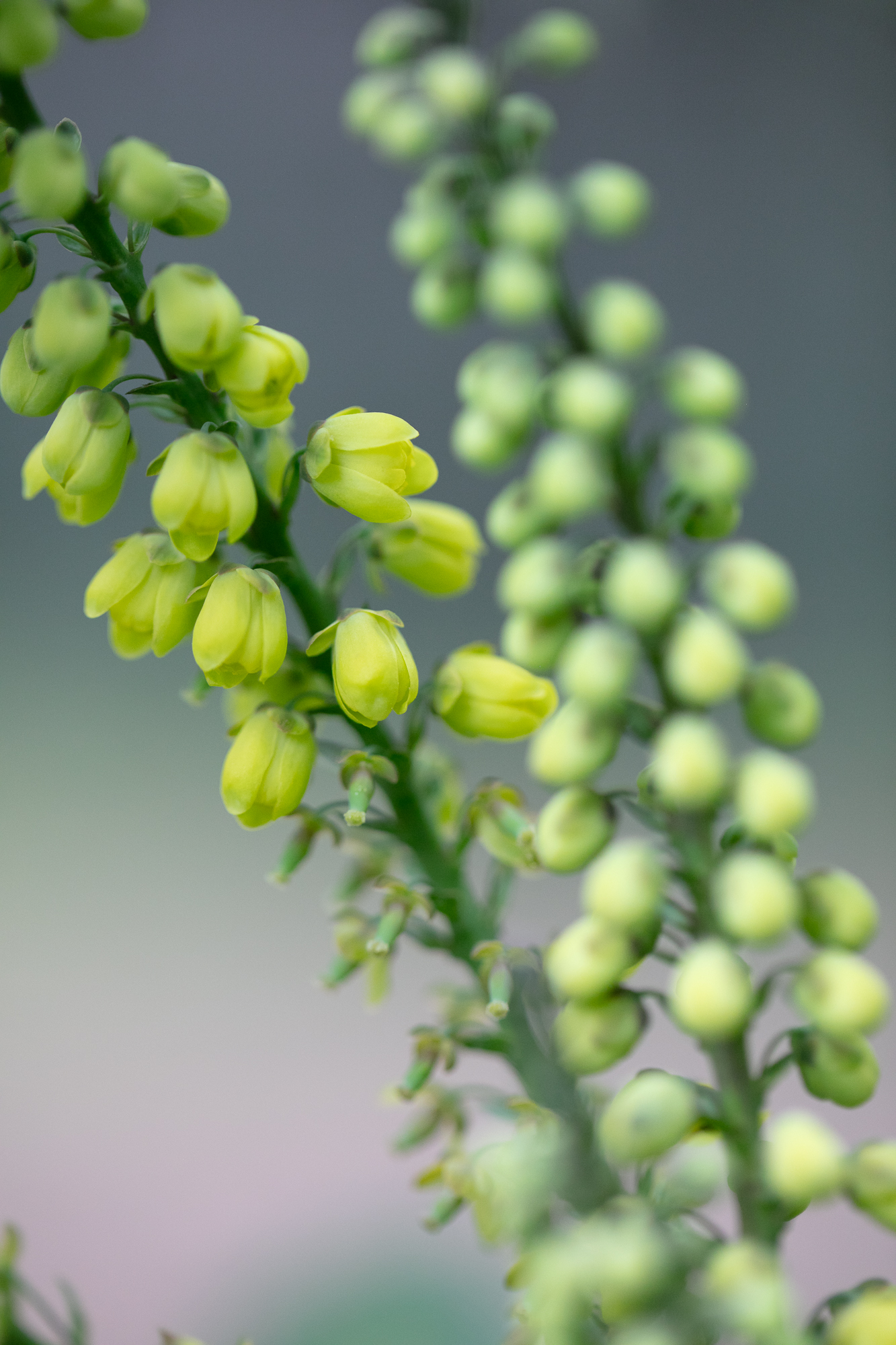 20250311-JokulPhoto-09