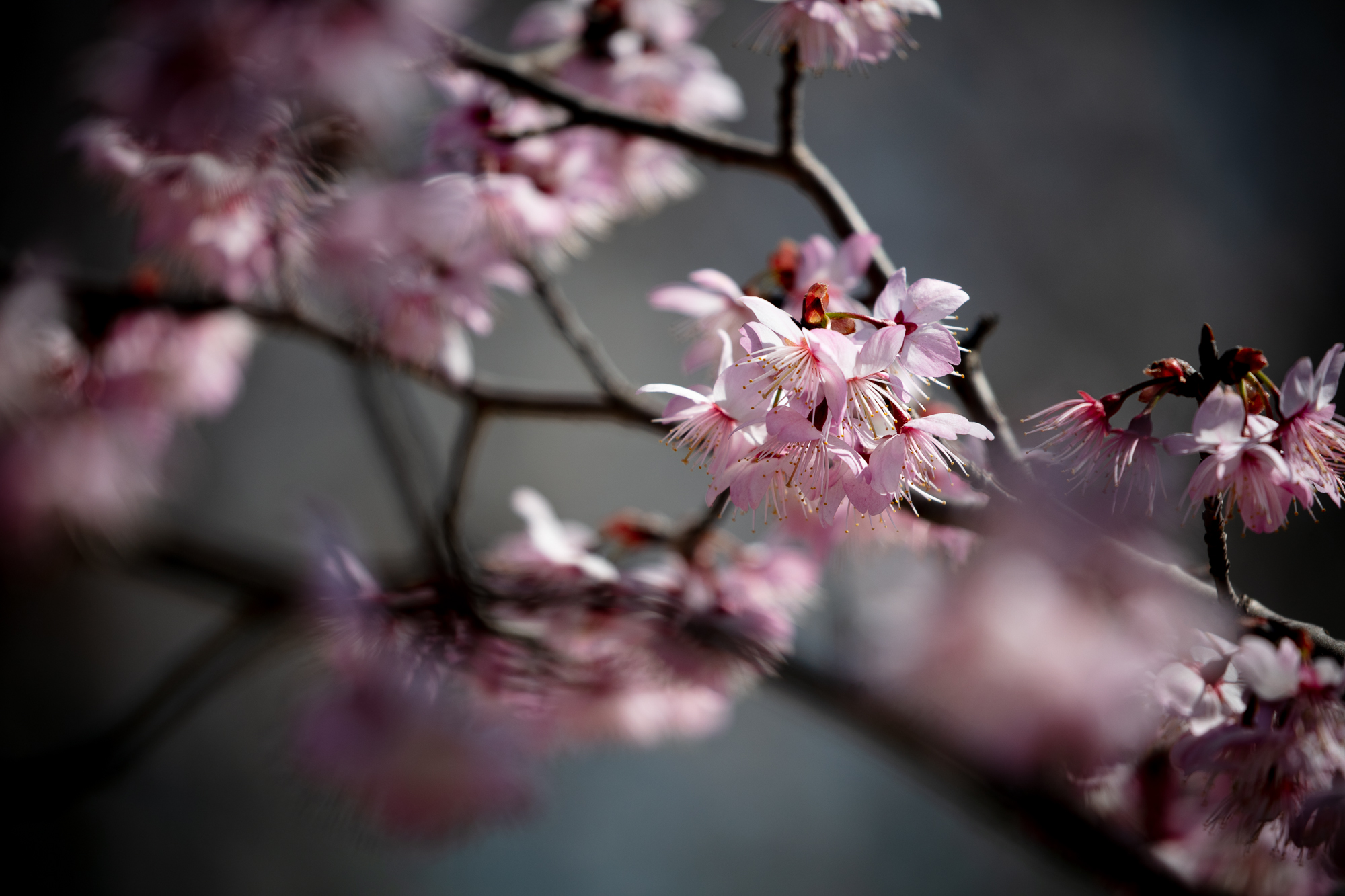 20250316-JokulPhoto-15