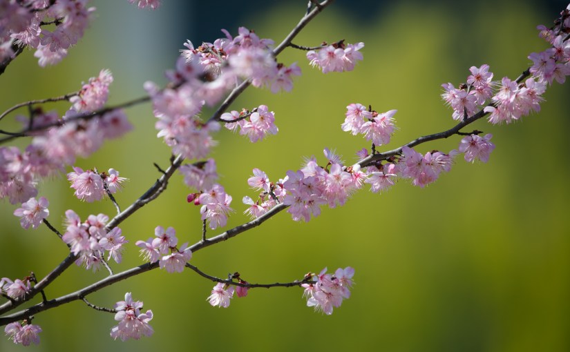 春去春又回（一）