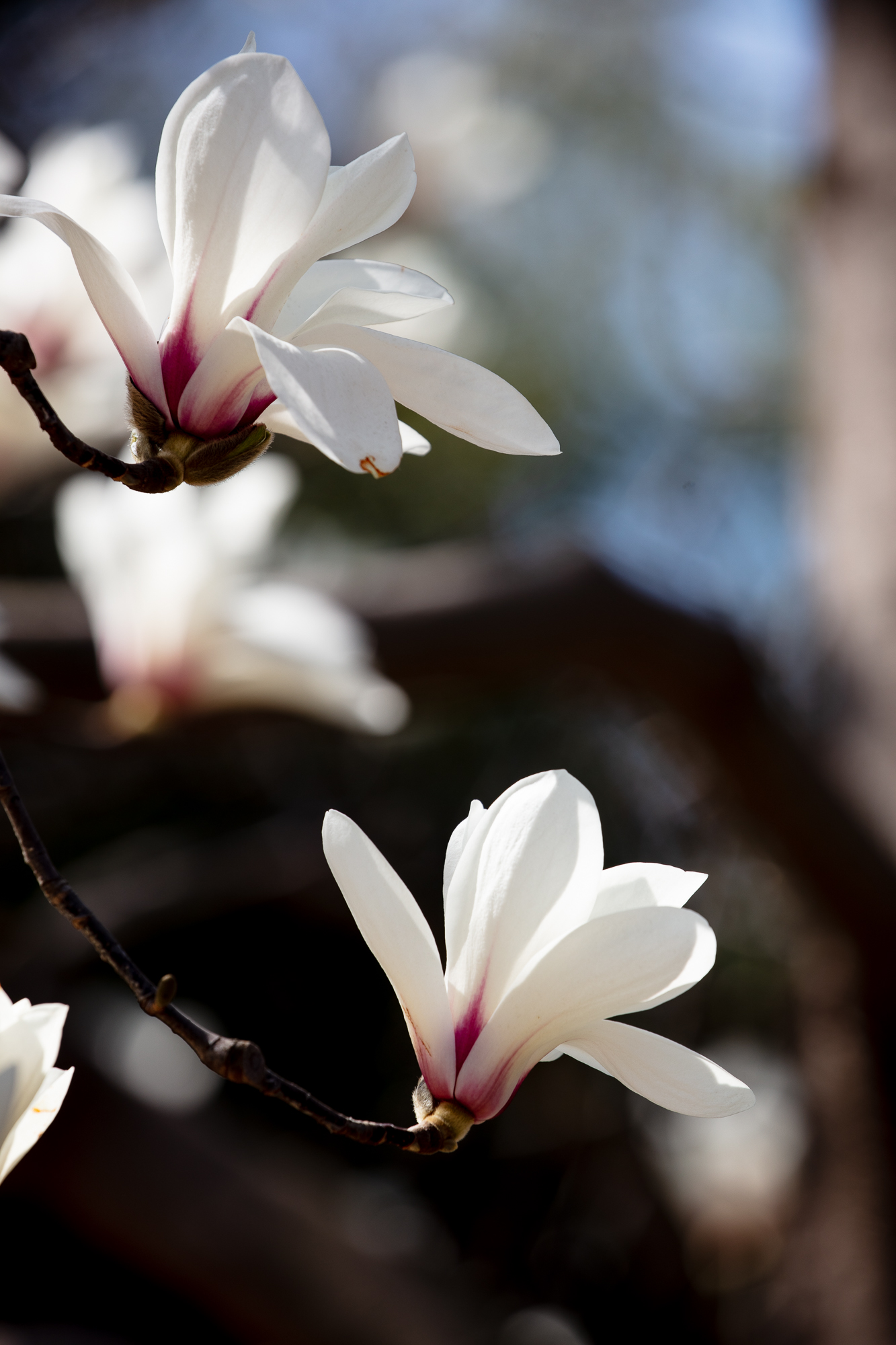 20250317-JokulPhoto-18