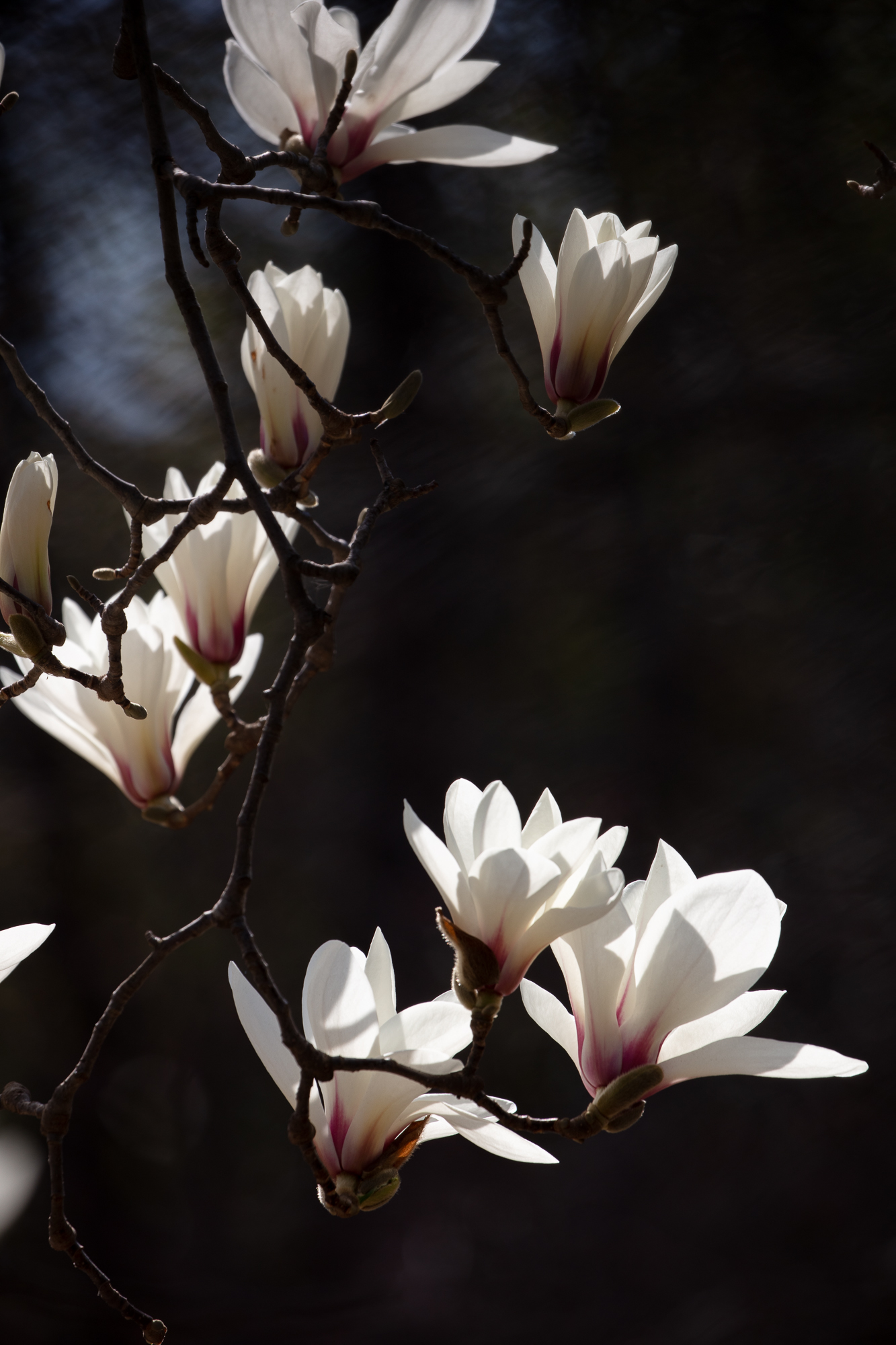 20250317-JokulPhoto-19