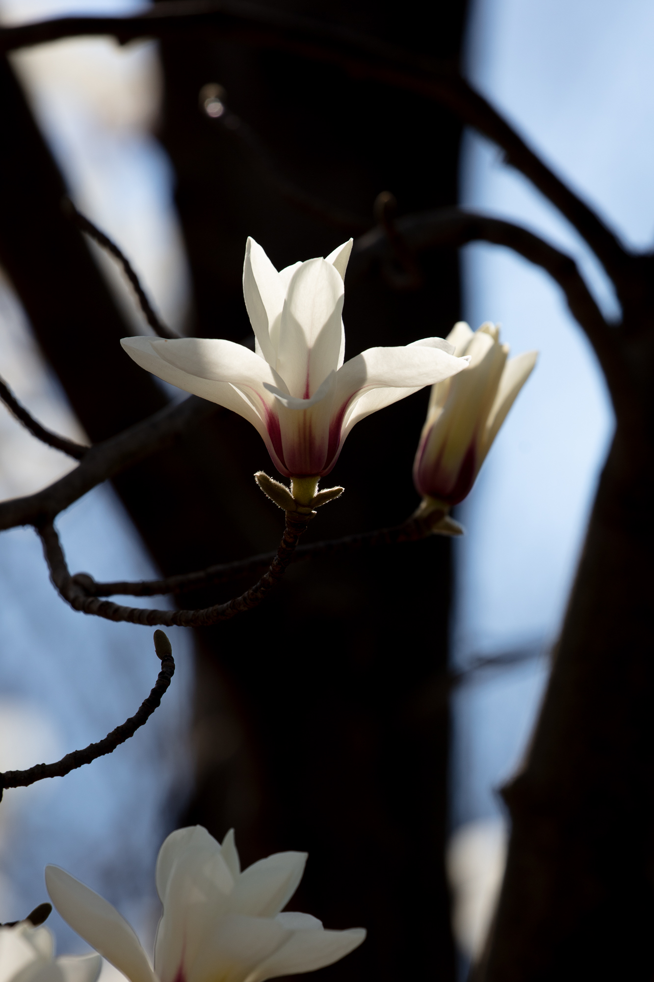20250317-JokulPhoto-21