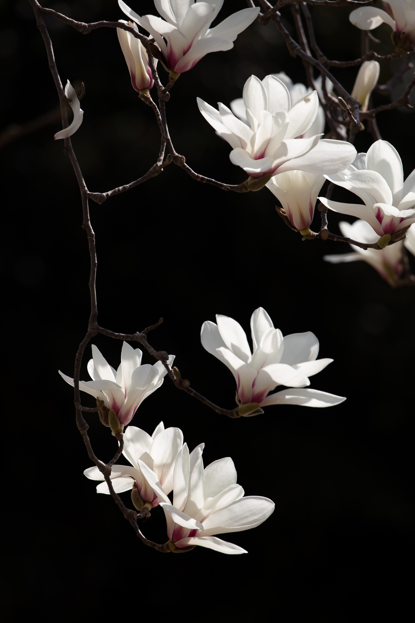 20250317-JokulPhoto-22