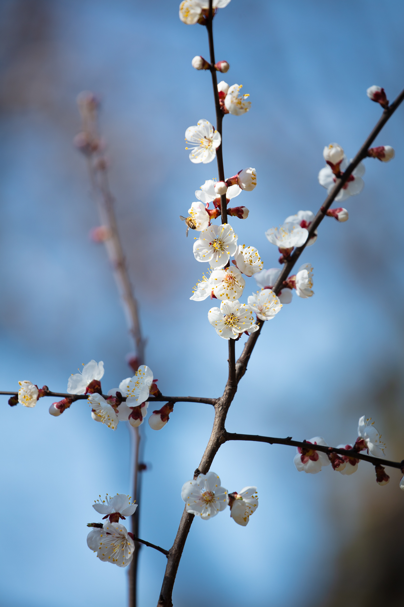 20250317-JokulPhoto-23