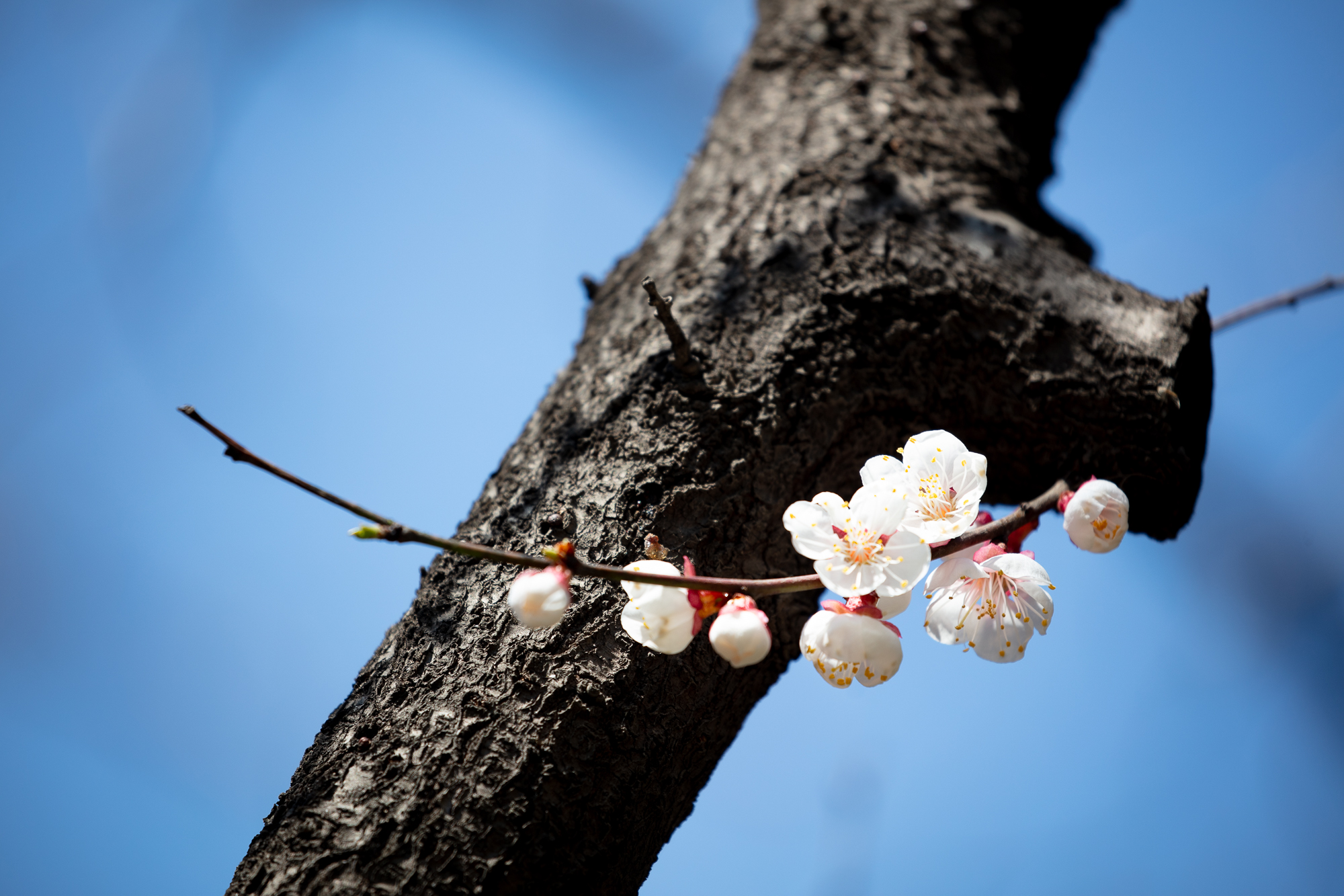 20250317-JokulPhoto-24