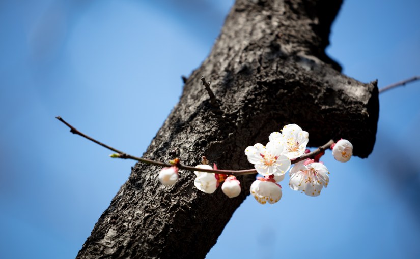 春去春又回（二）