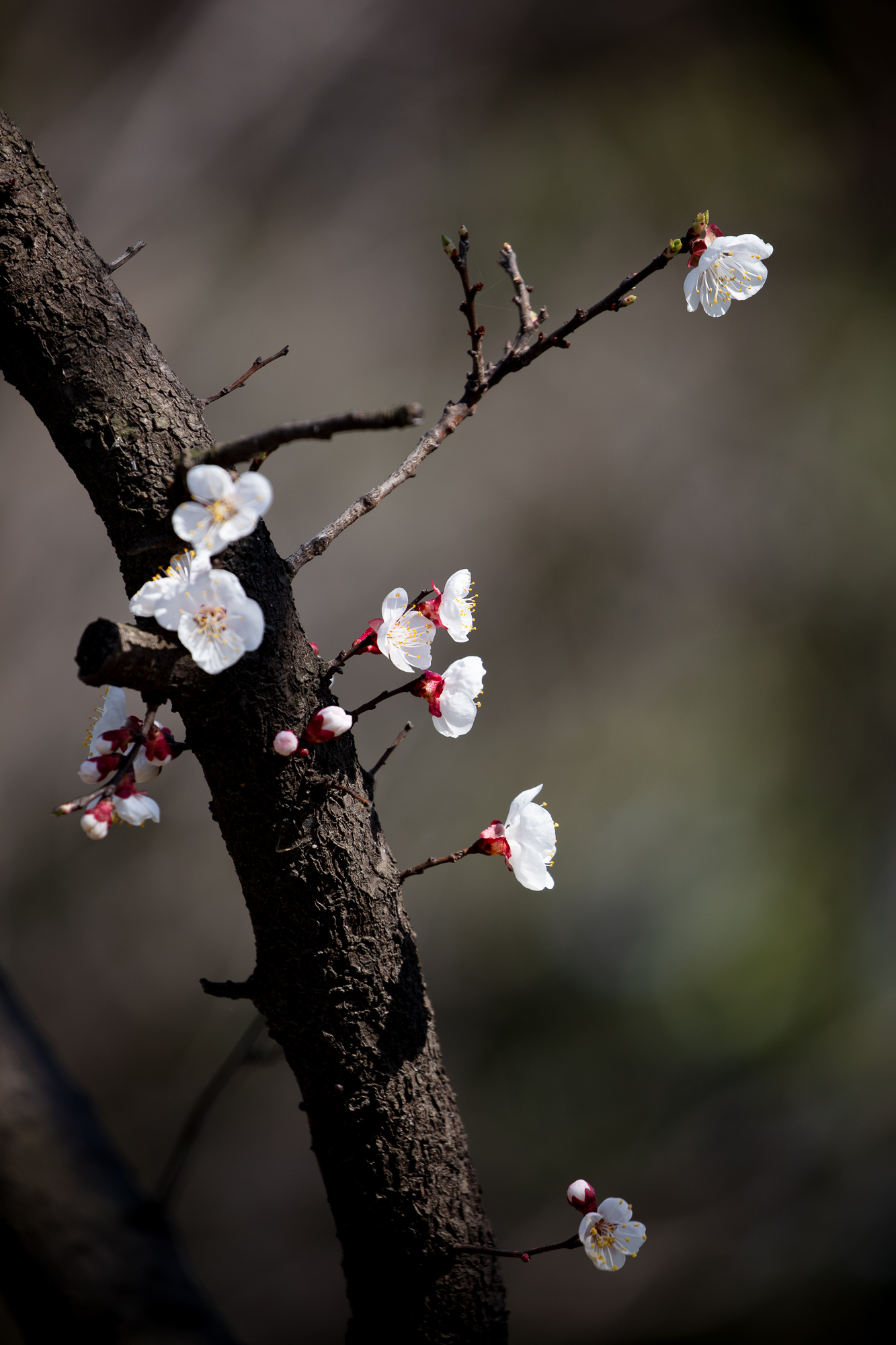 20250317-JokulPhoto-25