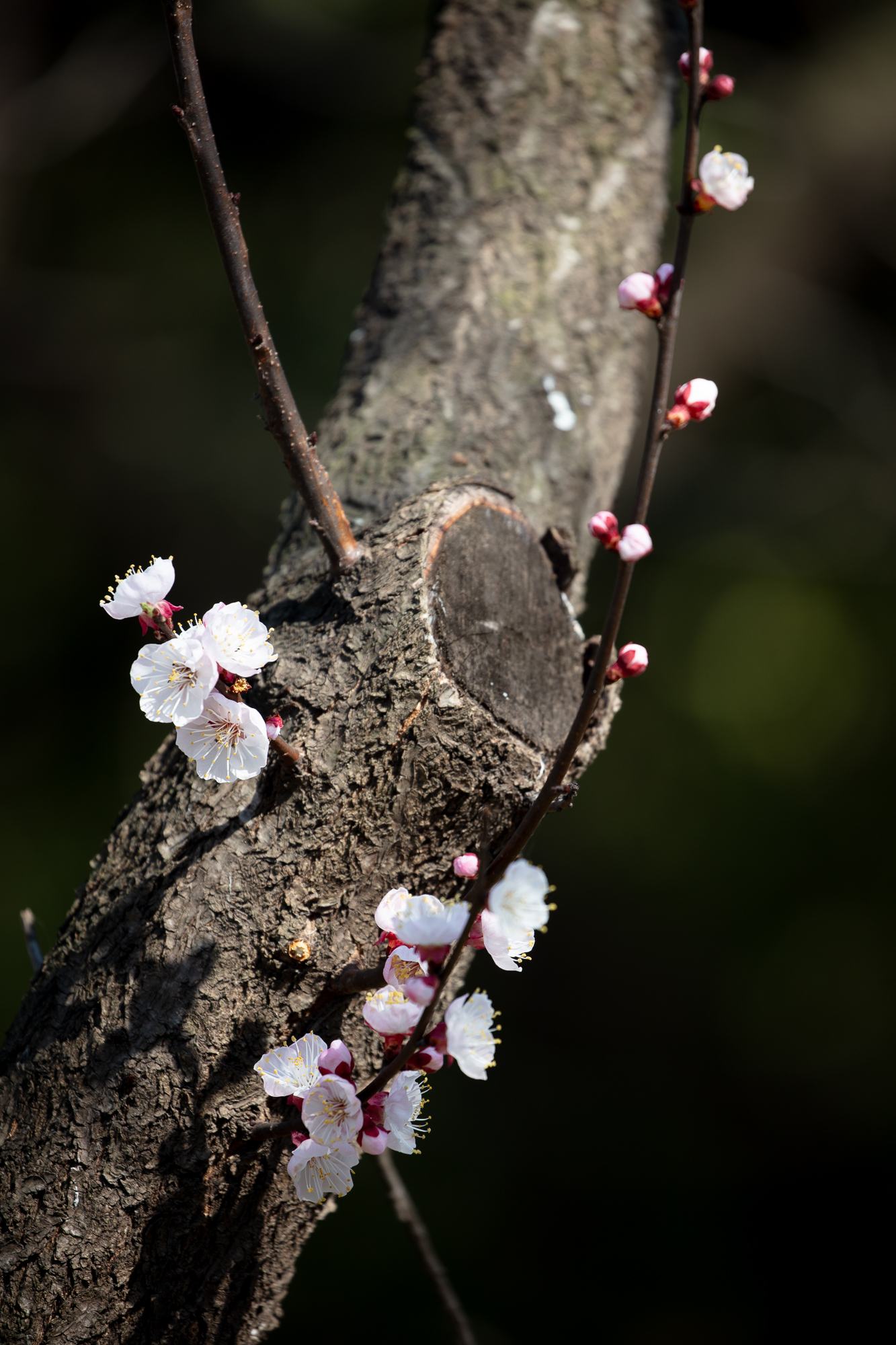 20250317-JokulPhoto-26