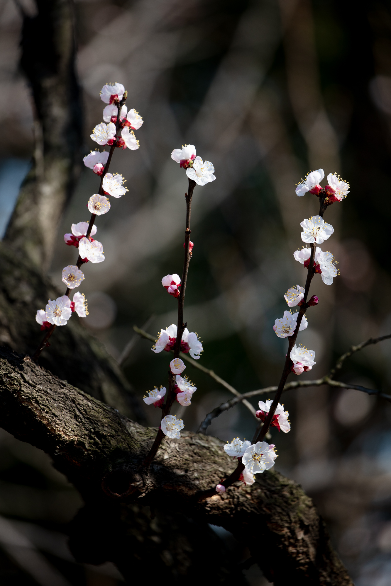 20250317-JokulPhoto-27