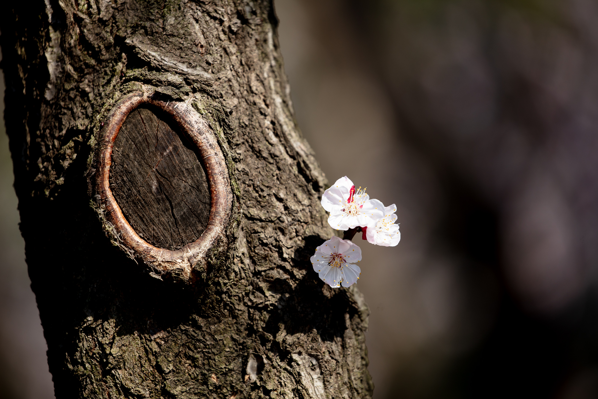 20250317-JokulPhoto-28