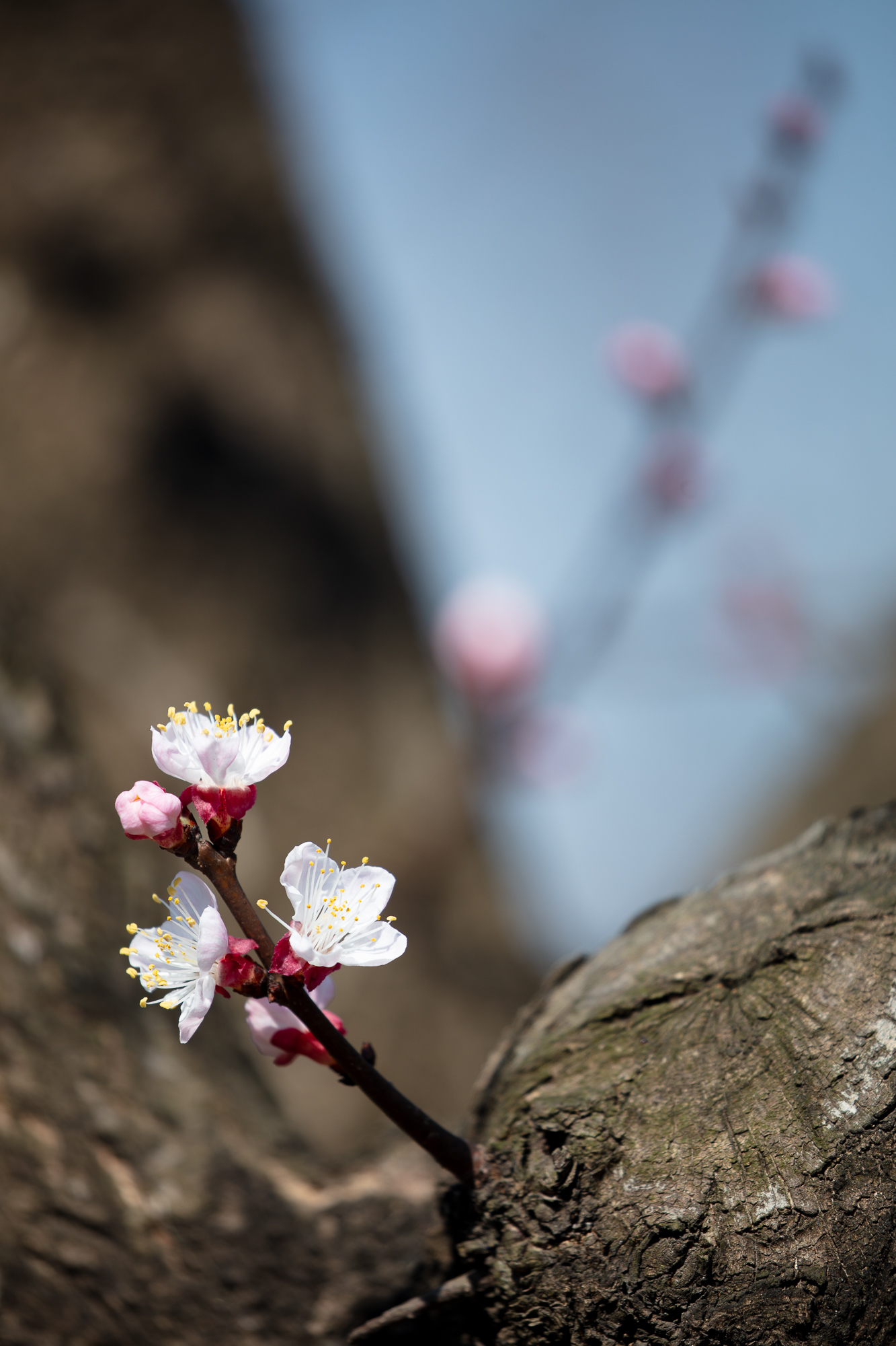 20250317-JokulPhoto-29