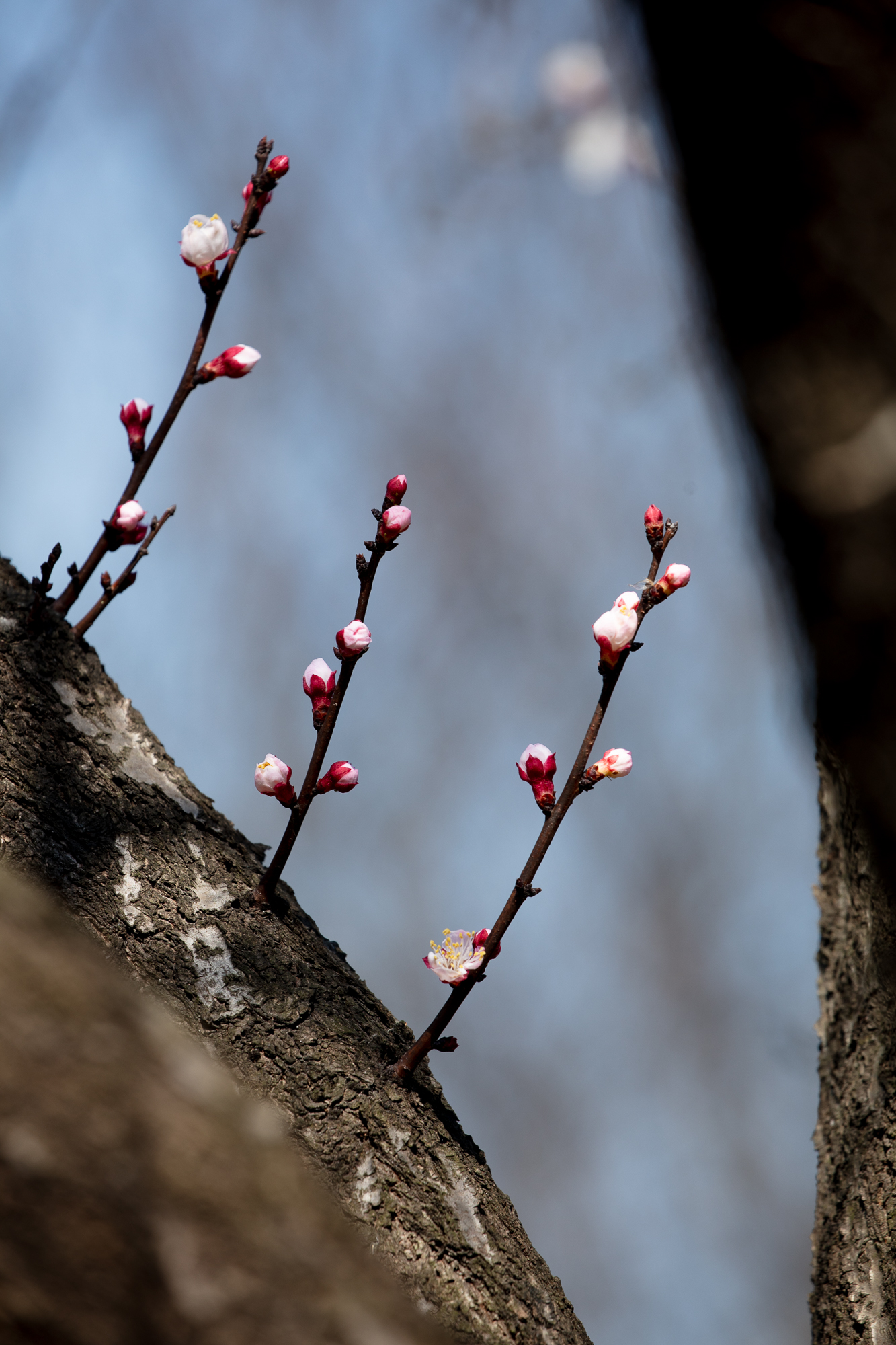 20250317-JokulPhoto-30