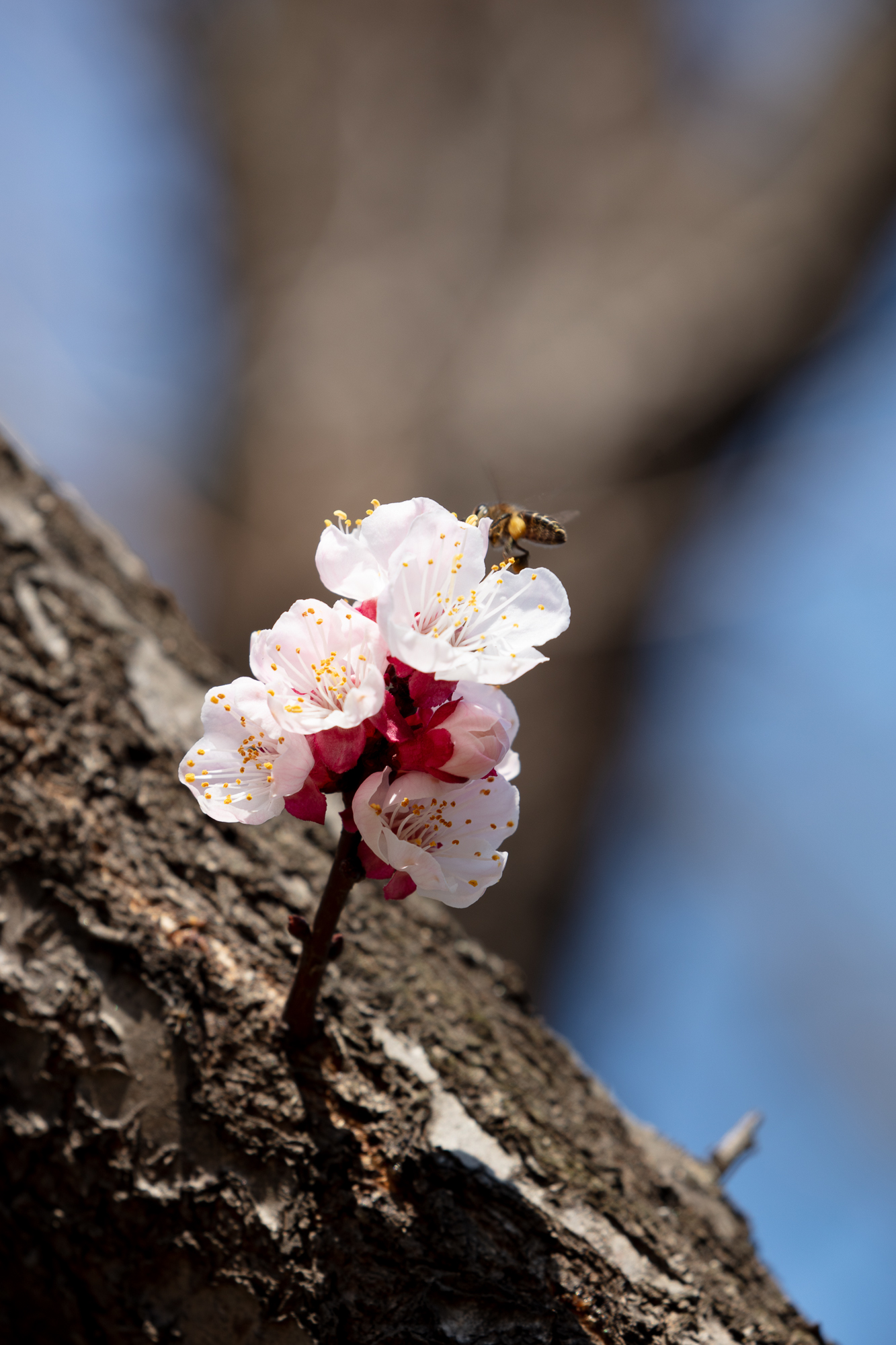 20250317-JokulPhoto-31