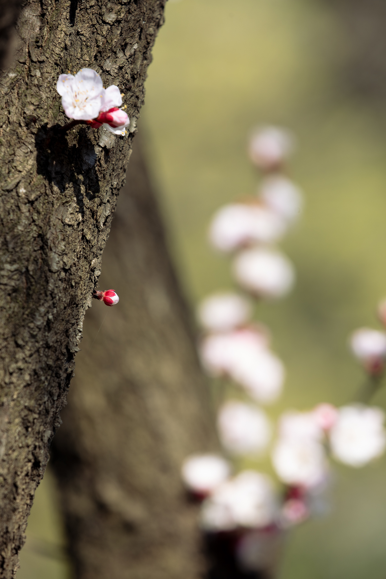 20250317-JokulPhoto-32
