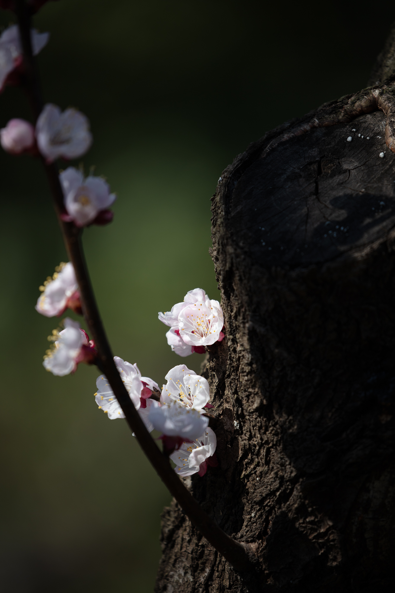 20250317-JokulPhoto-34