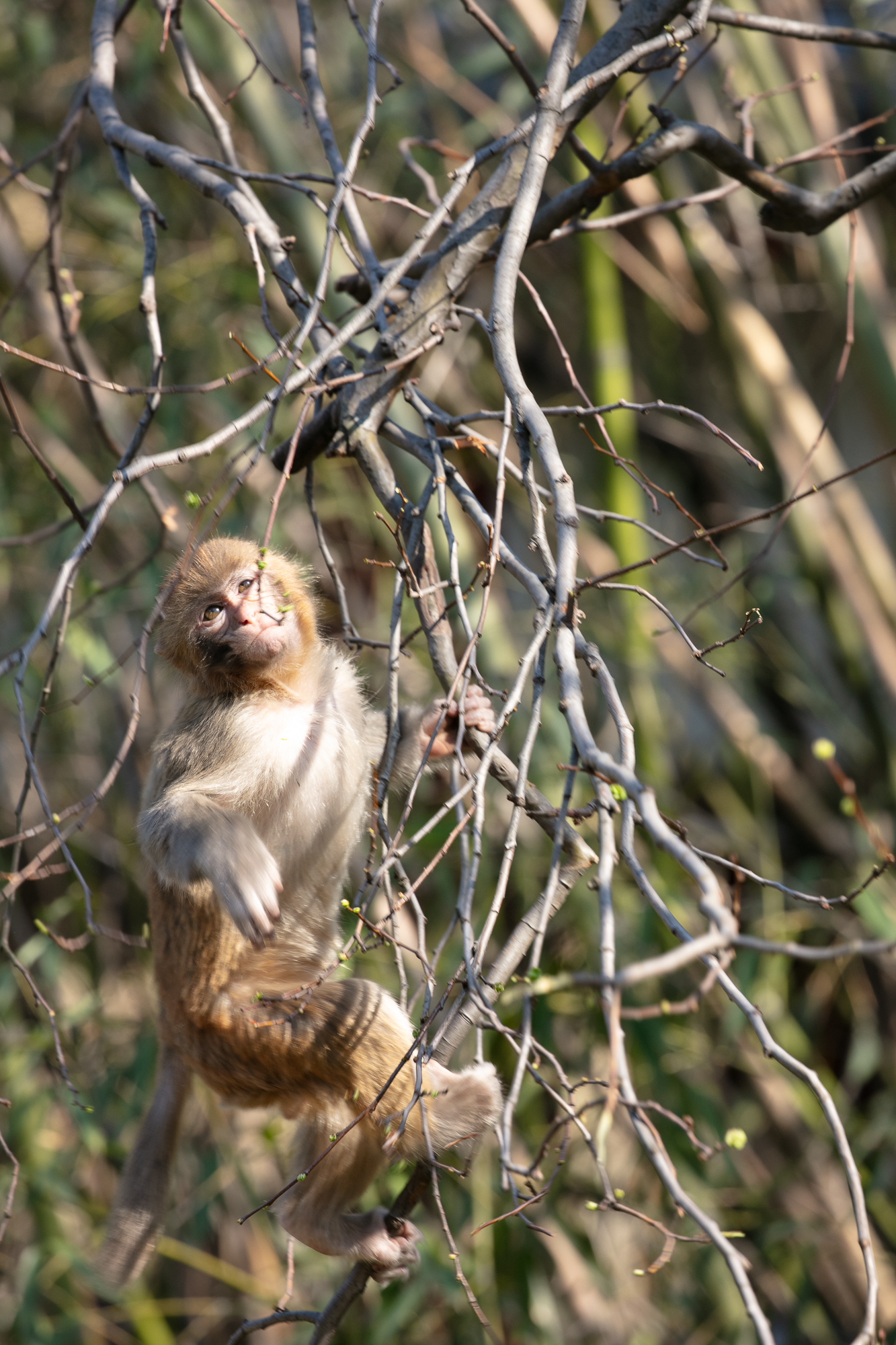 20250317-JokulPhoto-36