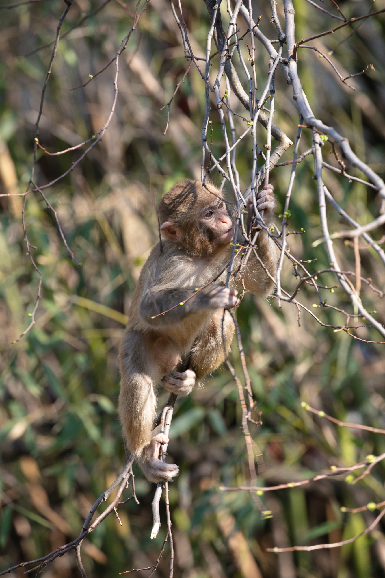 20250317-JokulPhoto-37